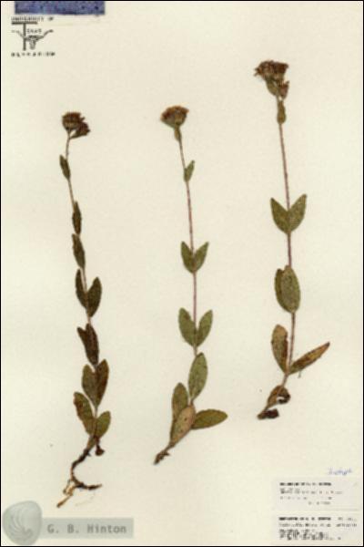 URN_catalog_HBHinton_herbarium_26141.jpg.jpg