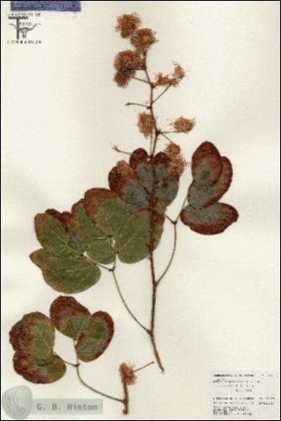 URN_catalog_HBHinton_herbarium_26472.jpg.jpg