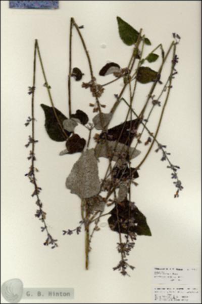 URN_catalog_HBHinton_herbarium_25943.jpg.jpg