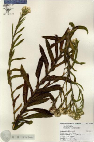 URN_catalog_HBHinton_herbarium_25594.jpg.jpg