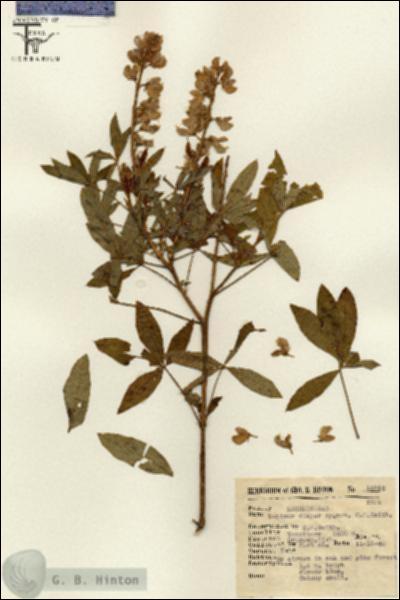 URN_catalog_HBHinton_herbarium_15712.jpg.jpg