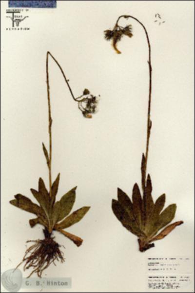 URN_catalog_HBHinton_herbarium_25600.jpg.jpg