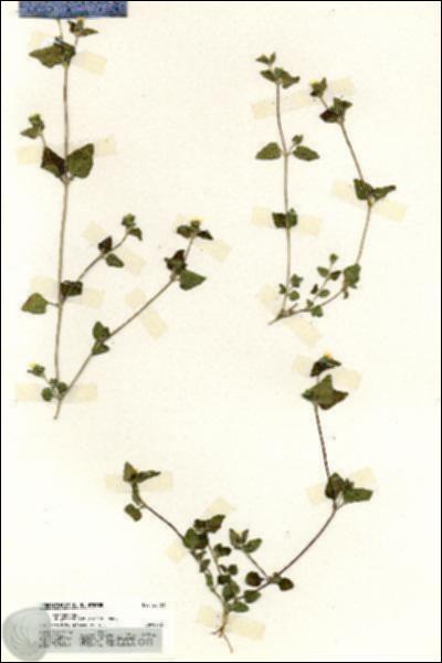 URN_catalog_HBHinton_herbarium_20161.jpg.jpg