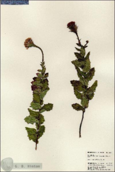 URN_catalog_HBHinton_herbarium_23607.jpg.jpg