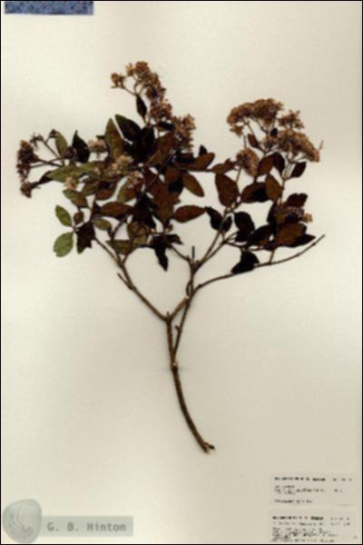 URN_catalog_HBHinton_herbarium_24936.jpg.jpg