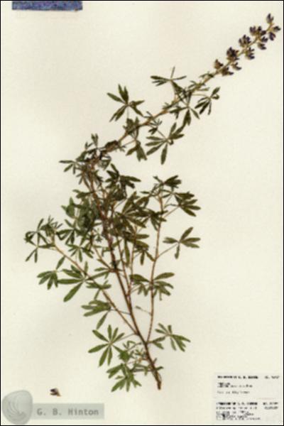 URN_catalog_HBHinton_herbarium_24587.jpg.jpg