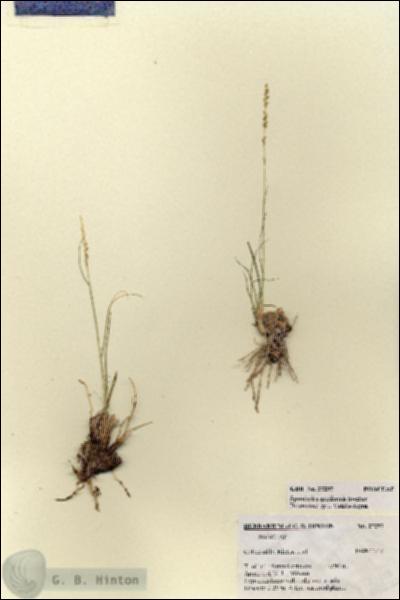 URN_catalog_HBHinton_herbarium_27297.jpg.jpg