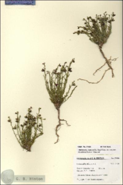URN_catalog_HBHinton_herbarium_27626.jpg.jpg