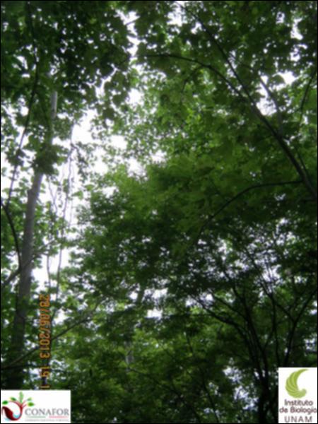 77577_S1_ARC_20130628_012_002.jpg.jpg