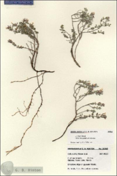 URN_catalog_HBHinton_herbarium_28263.jpg.jpg