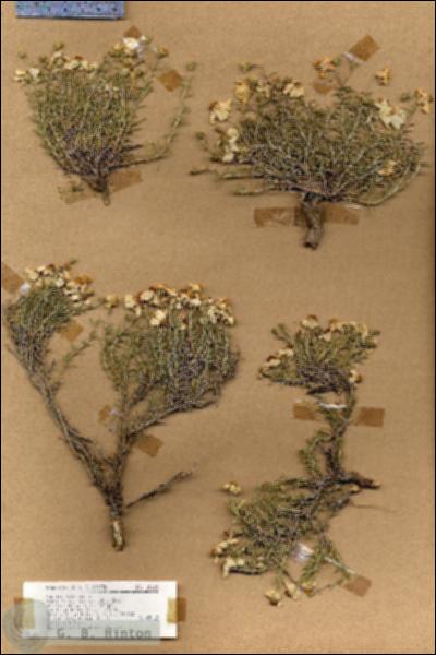 URN_catalog_HBHinton_herbarium_18222.jpg.jpg