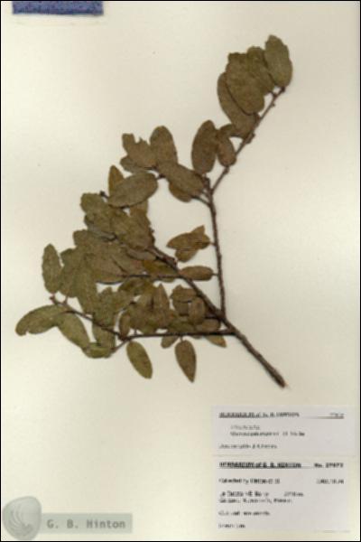 URN_catalog_HBHinton_herbarium_27972.jpg.jpg