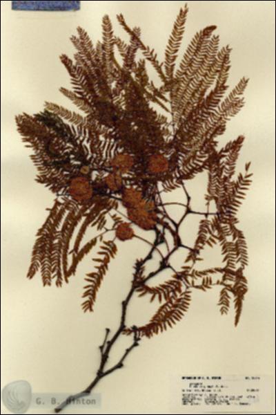 URN_catalog_HBHinton_herbarium_22044.jpg.jpg