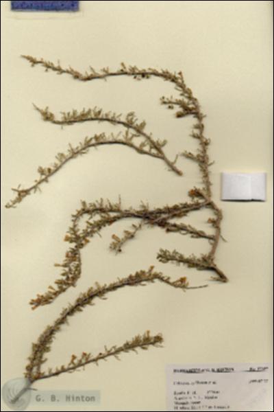 URN_catalog_HBHinton_herbarium_27357.jpg.jpg