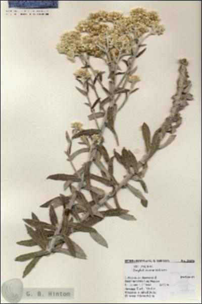 URN_catalog_HBHinton_herbarium_25595.jpg.jpg