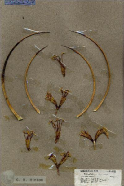 URN_catalog_HBHinton_herbarium_19635.jpg.jpg