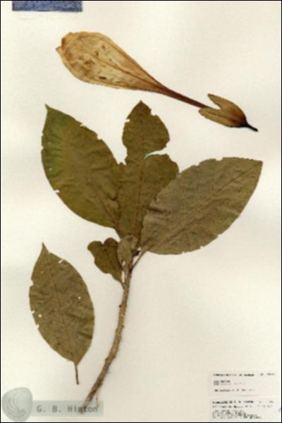 URN_catalog_HBHinton_herbarium_25299.jpg.jpg