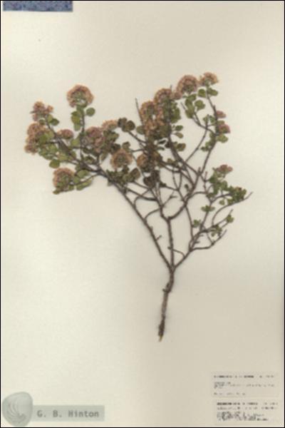 URN_catalog_HBHinton_herbarium_24951.jpg.jpg