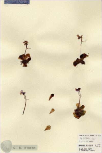 URN_catalog_HBHinton_herbarium_23257.jpg.jpg