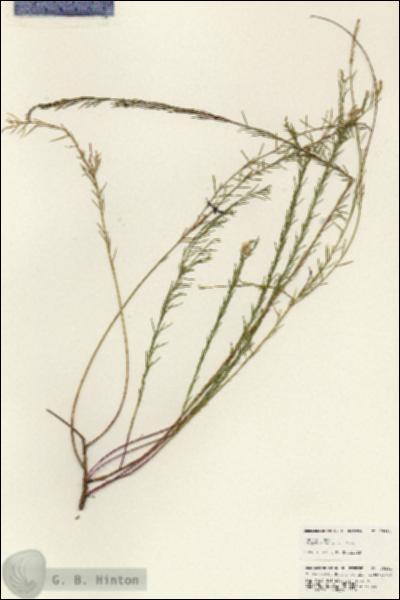 URN_catalog_HBHinton_herbarium_25231.jpg.jpg