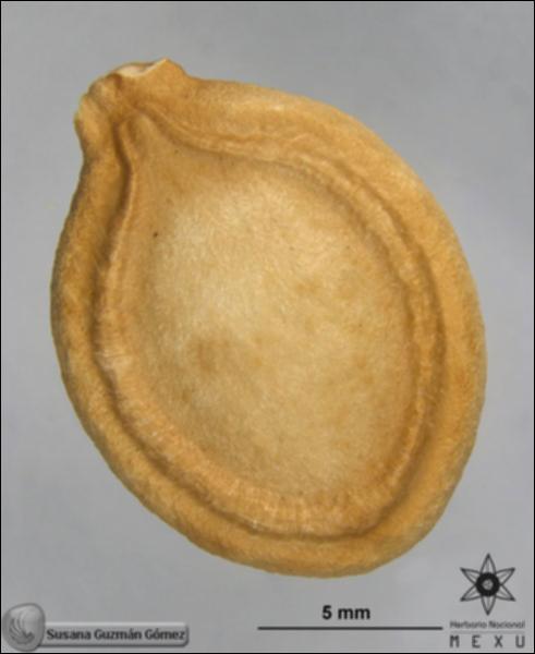 Cucurbita-pepo-subsp-pepo-FS8579-sem.jpg.jpg