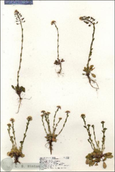 URN_catalog_HBHinton_herbarium_18824.jpg.jpg