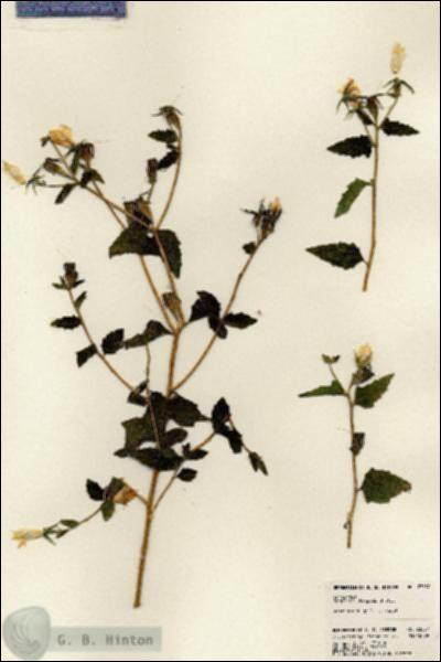 URN_catalog_HBHinton_herbarium_23537.jpg.jpg