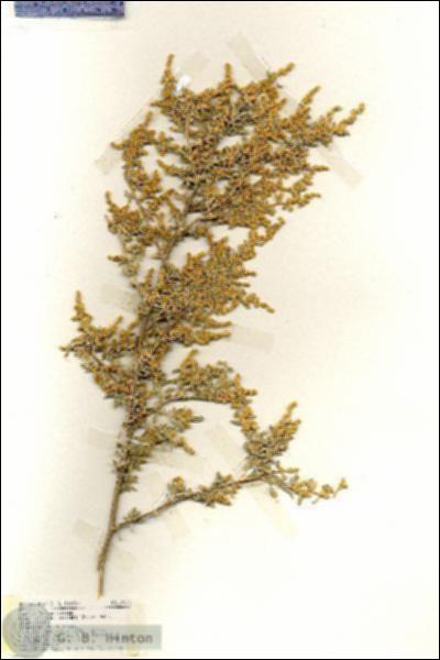 URN_catalog_HBHinton_herbarium_19420.jpg.jpg