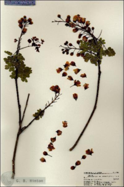 URN_catalog_HBHinton_herbarium_21825.jpg.jpg