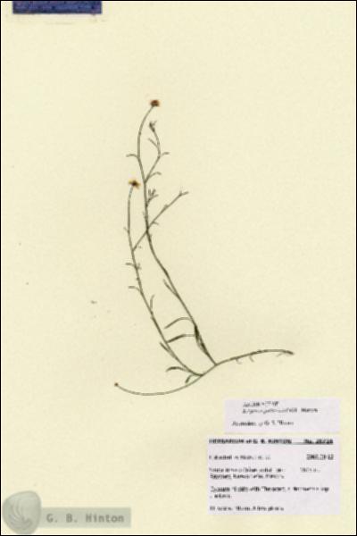 URN_catalog_HBHinton_herbarium_28724.jpg.jpg