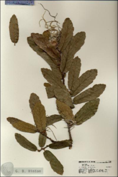 URN_catalog_HBHinton_herbarium_21326.jpg.jpg