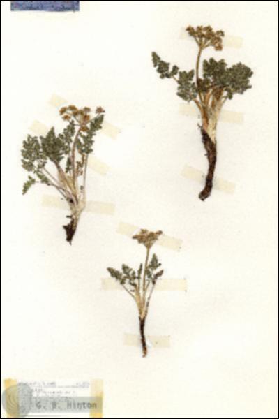 URN_catalog_HBHinton_herbarium_18200.jpg.jpg