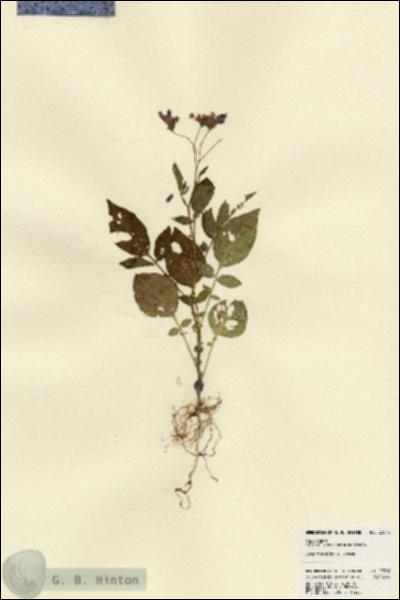URN_catalog_HBHinton_herbarium_23314.jpg.jpg