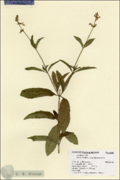 URN_catalog_HBHinton_herbarium_22285.jpg.jpg