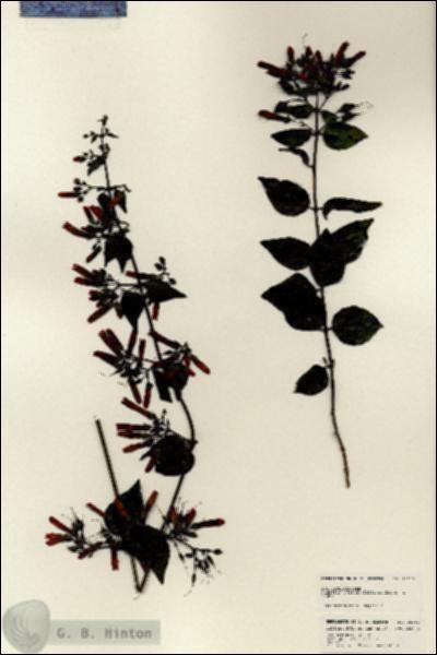 URN_catalog_HBHinton_herbarium_25211.jpg.jpg