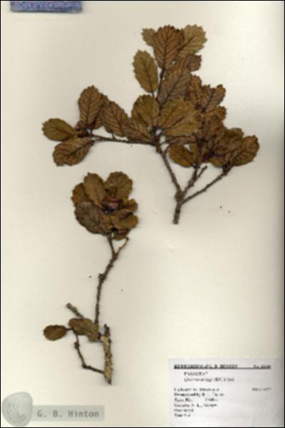 URN_catalog_HBHinton_herbarium_18349.jpg.jpg