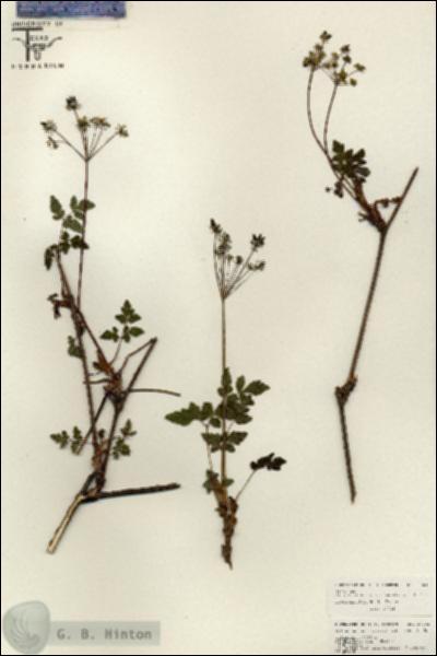 URN_catalog_HBHinton_herbarium_26643.jpg.jpg