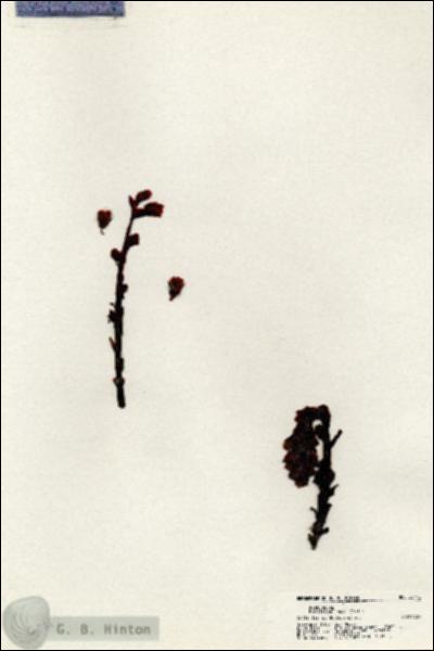 URN_catalog_HBHinton_herbarium_20442.jpg.jpg