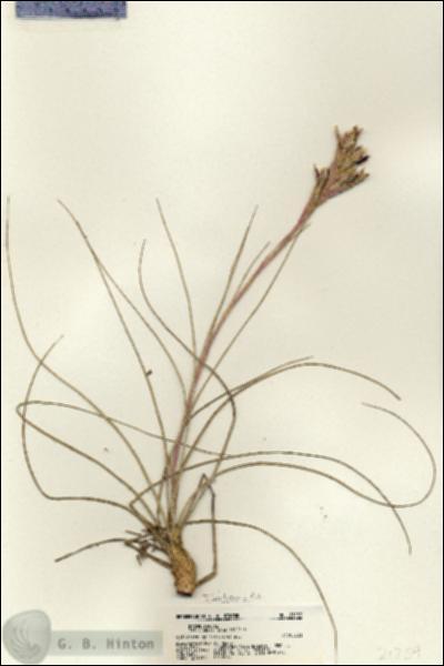 URN_catalog_HBHinton_herbarium_21259.jpg.jpg