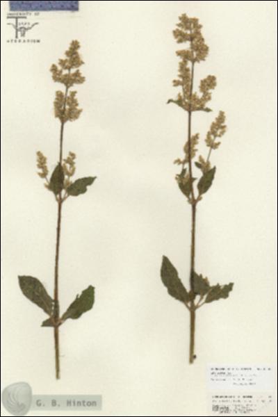 URN_catalog_HBHinton_herbarium_26826.jpg.jpg