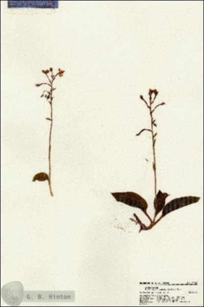 URN_catalog_HBHinton_herbarium_22540.jpg.jpg