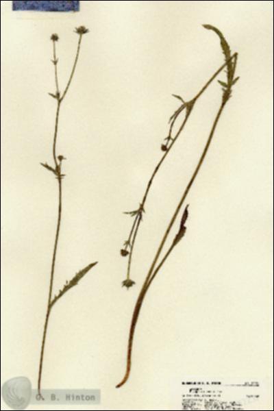 URN_catalog_HBHinton_herbarium_22231.jpg.jpg