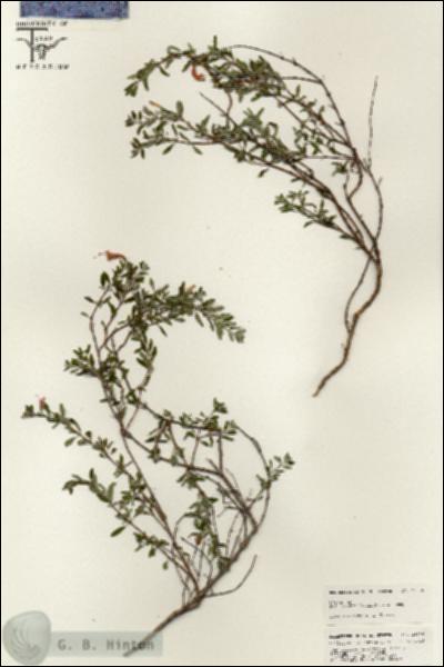 URN_catalog_HBHinton_herbarium_25556.jpg.jpg