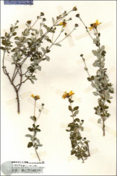 URN_catalog_HBHinton_herbarium_19730.jpg.jpg