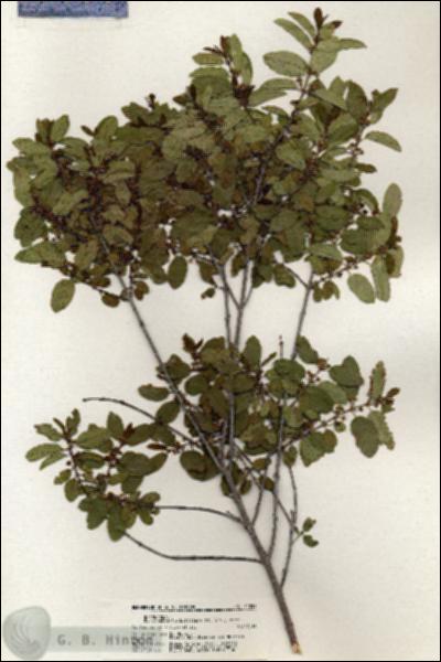 URN_catalog_HBHinton_herbarium_21052.jpg.jpg