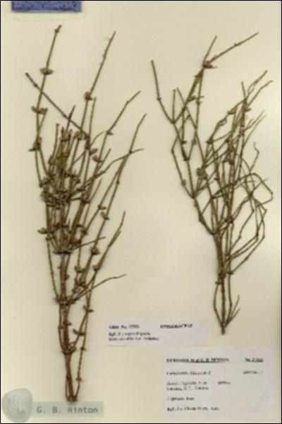 URN_catalog_HBHinton_herbarium_27553.jpg.jpg