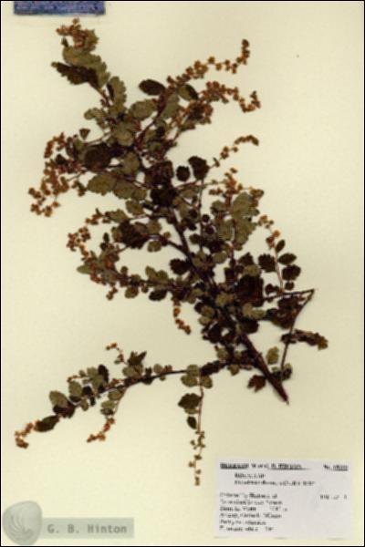 URN_catalog_HBHinton_herbarium_18289.jpg.jpg