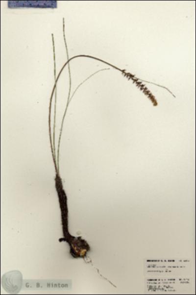 URN_catalog_HBHinton_herbarium_23113.jpg.jpg
