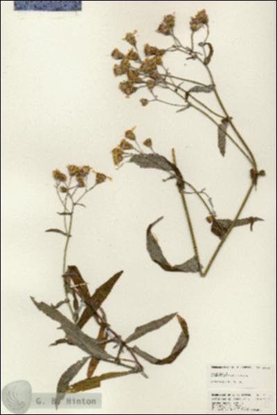 URN_catalog_HBHinton_herbarium_25068.jpg.jpg