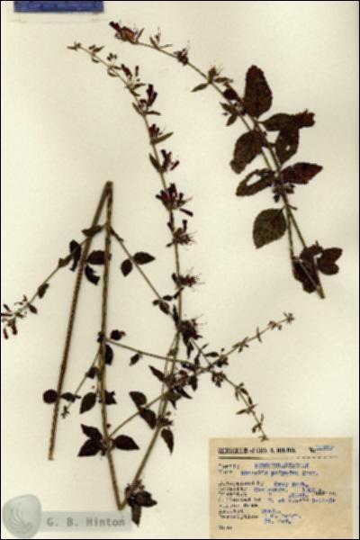 URN_catalog_HBHinton_herbarium_12892.jpg.jpg
